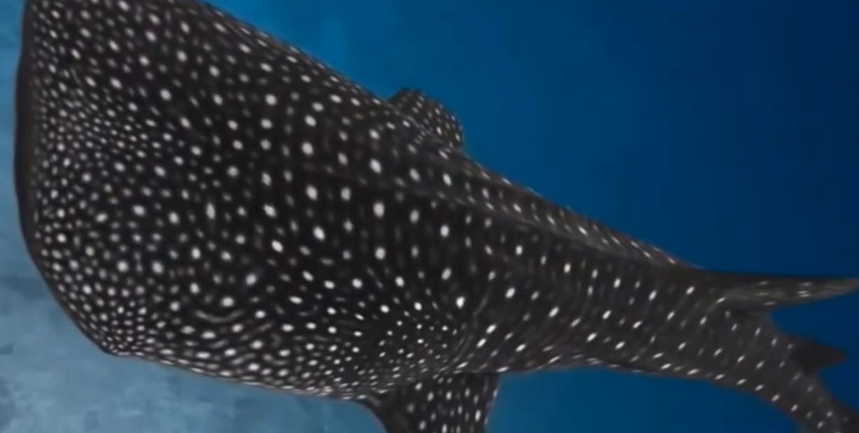 Whale Shark - Gentle Giant