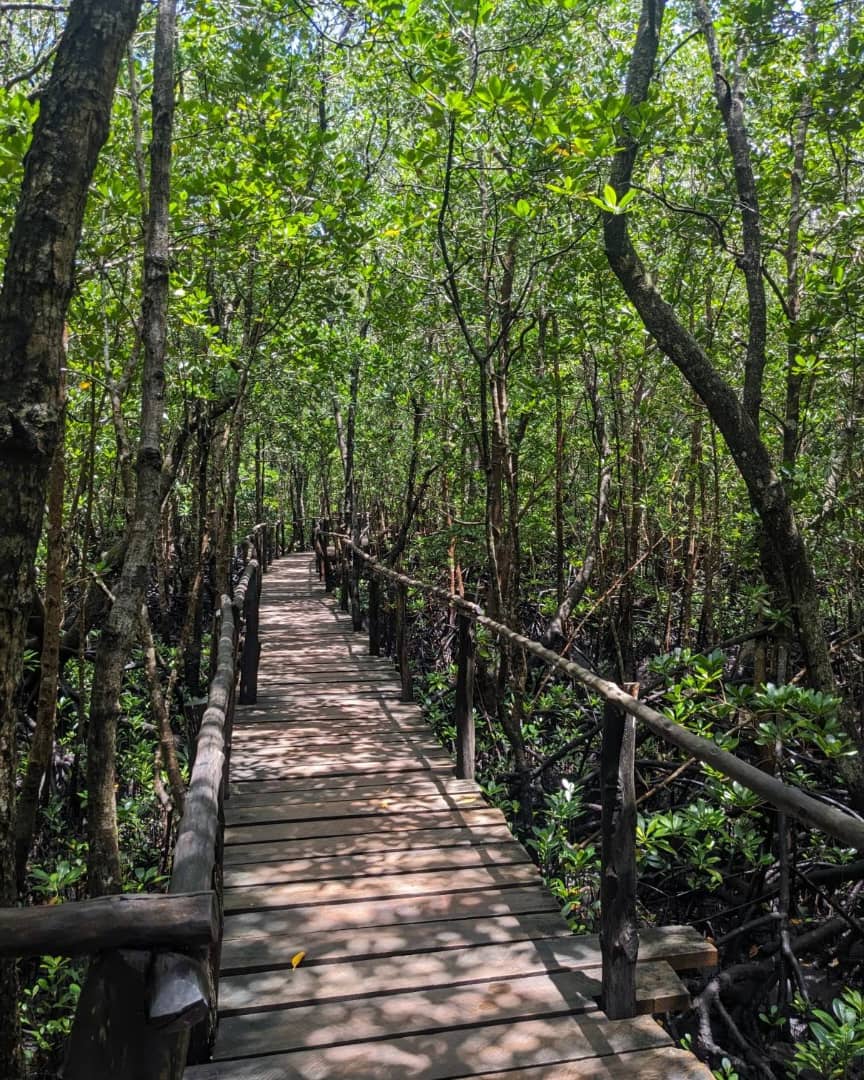 Mangrove Forest