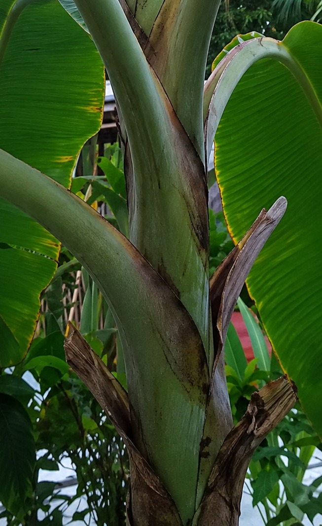 Mwaka Kogwa
