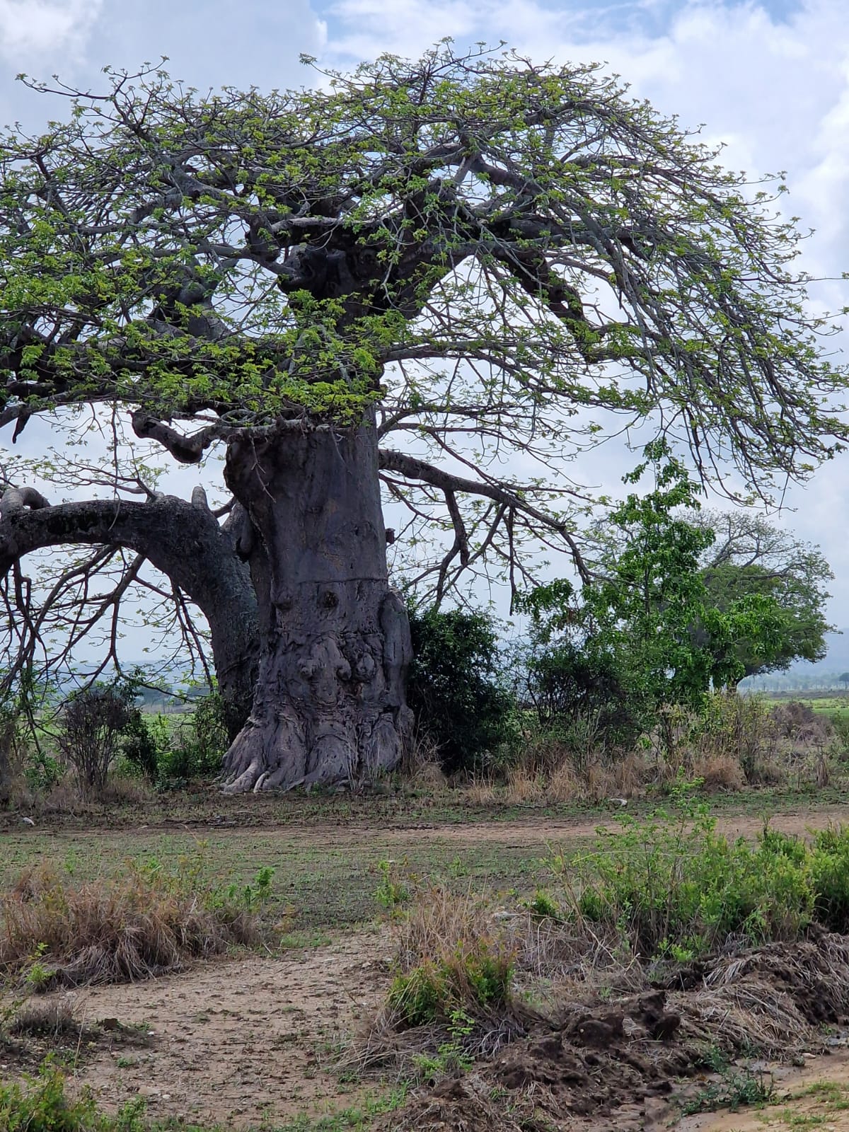 Baobab - Guardian of African Land