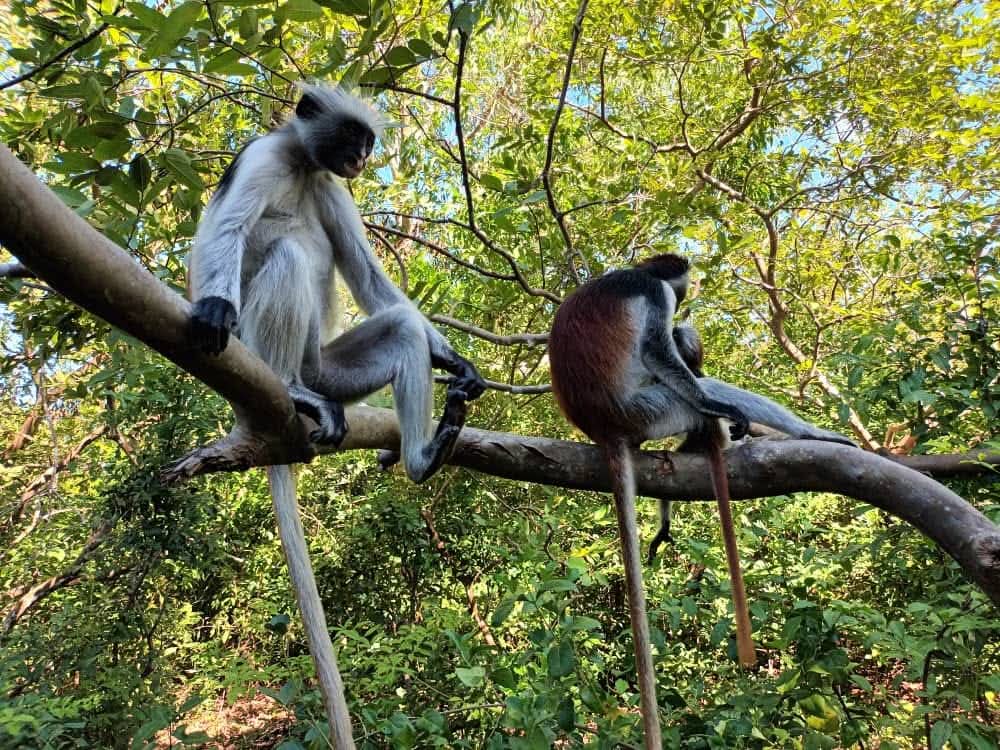 Red Colobus Monkeys in Jozani Forest