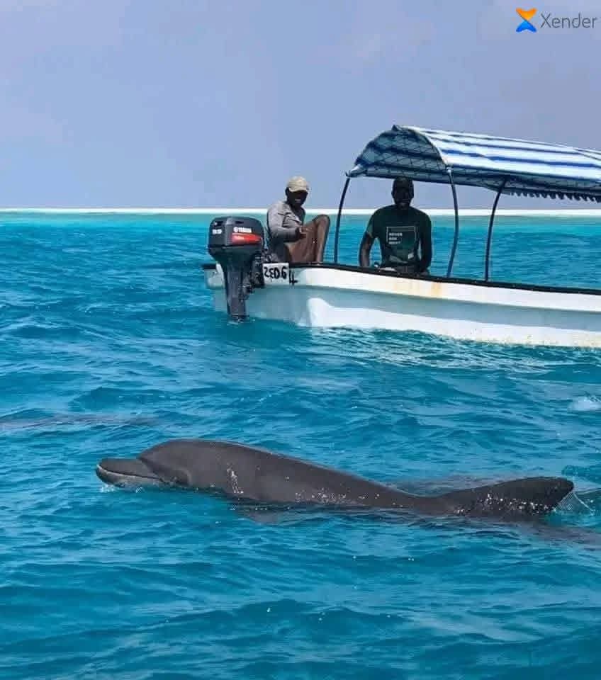 Dolphin Swimming in Zanzibar